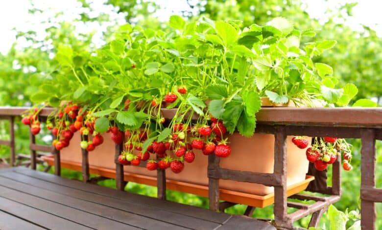 coltivare la frutta sul balcone