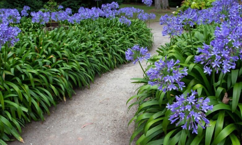 coltivare l'agapanto