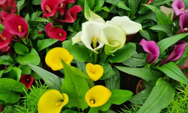 consigli utili per coltivare la calla