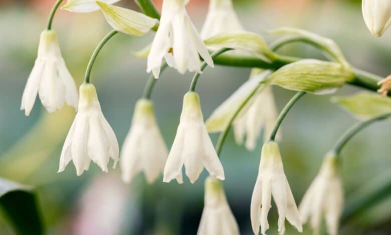 coltivare la galtonia