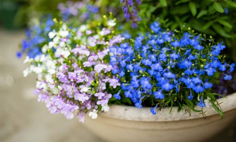 coltivare la lobelia