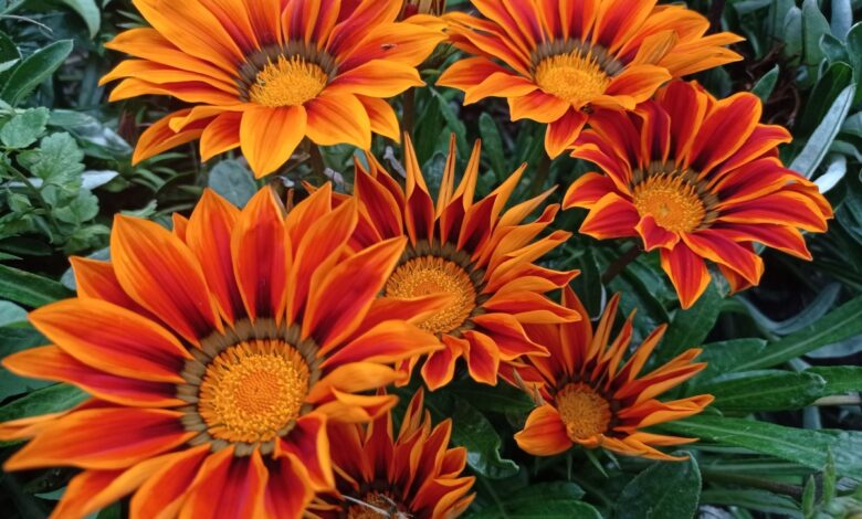 come coltivare la gazania
