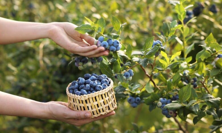 come coltivare mirtilli in balcone