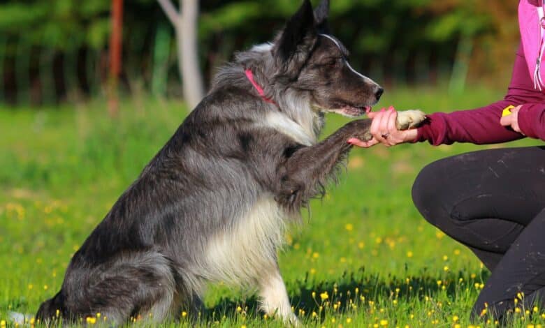 cani pià facili da addestrare