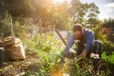 Come proteggere l’orto da insetti e parassiti con rimedi naturali
