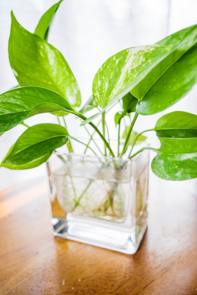 Piante idroponiche: il Pothos