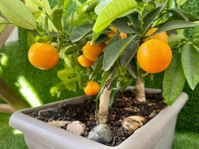 coltivare la frutta sul balcone