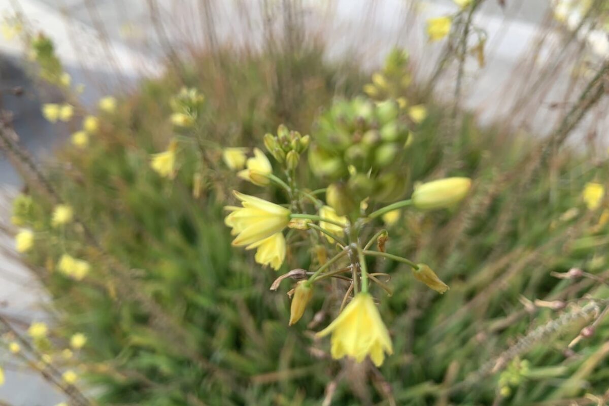 bulbine