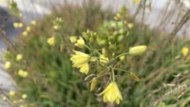 bulbine