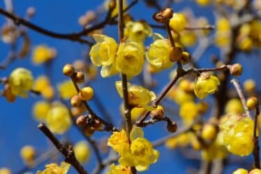 I consigli utili per coltivare il Calicantus, il fiore d’inverno