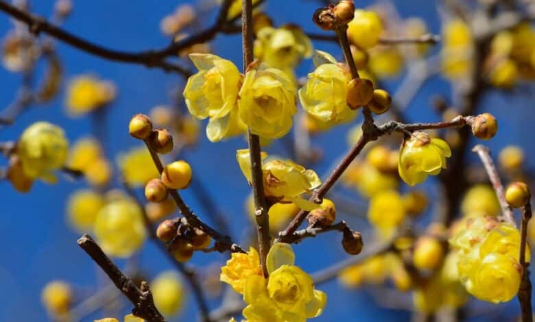 coltivare il calicantus