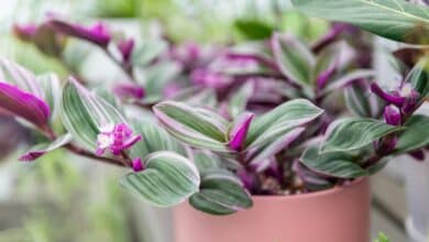 coltivare la tradescantia