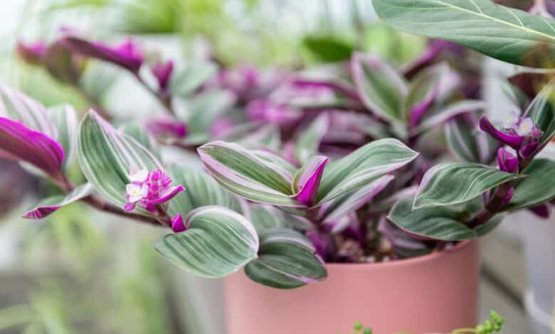 coltivare la tradescantia