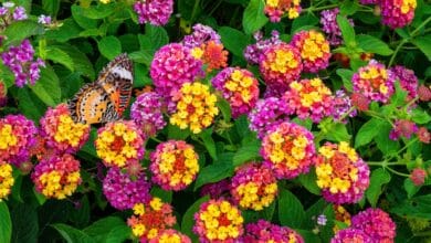 coltivare la lantana