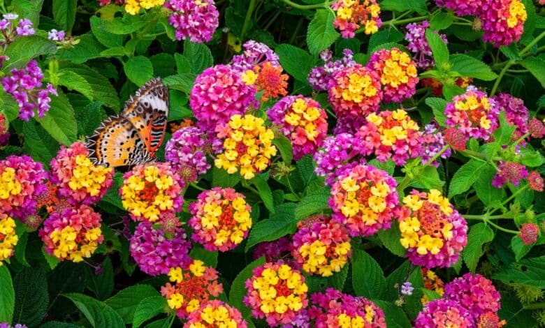 coltivare la lantana