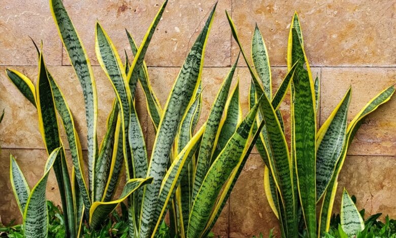 come curare la sanseveria