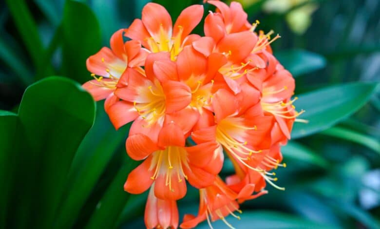 come coltivare la clivia