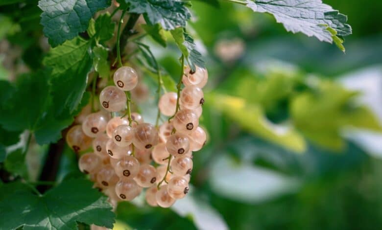ribes bianco