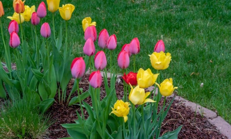 coltivare i tulipani