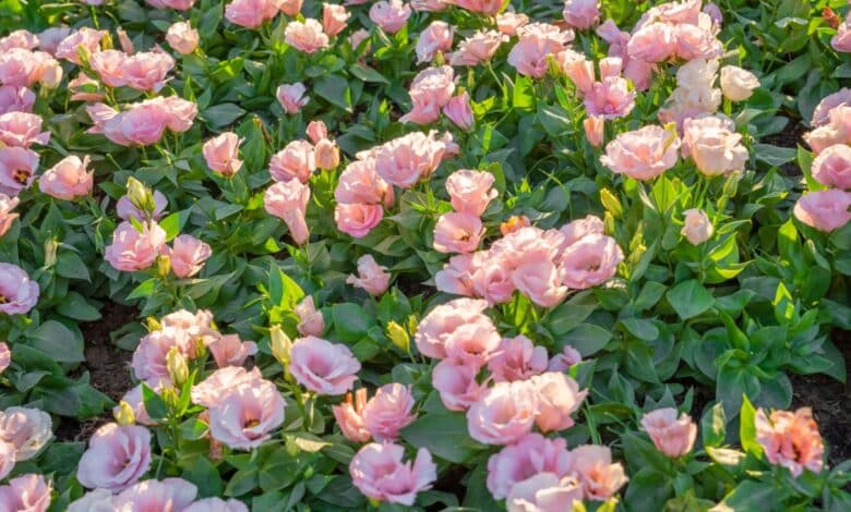 coltivare il lisianthus