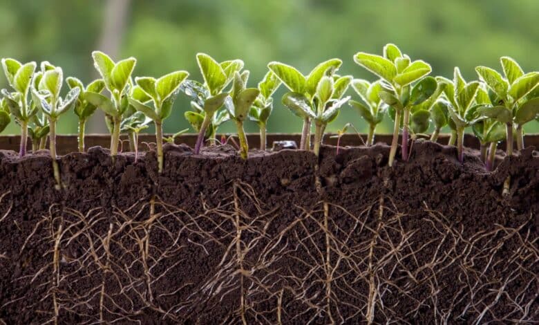 Rotazione delle colture