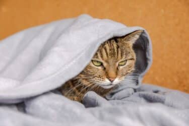 Raffreddore del gatto: cause, sintomi e rimedi