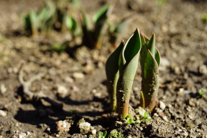 coltivare i tulipani