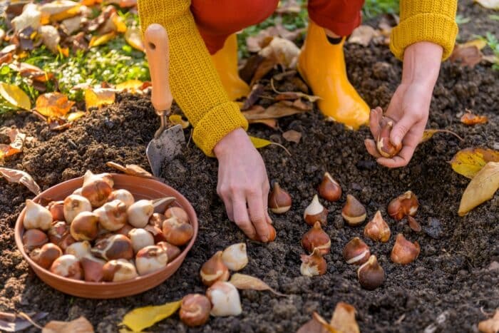 coltivare i tulipani