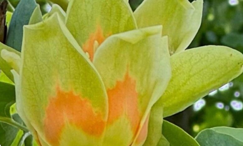 Come curare l'albero dei tulipani