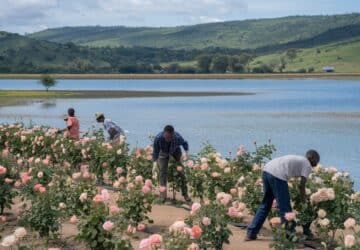 Da dove vengono le rose vendute nei ristoranti e per strada?