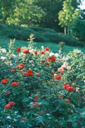 Come curare le rose: la nostra guida