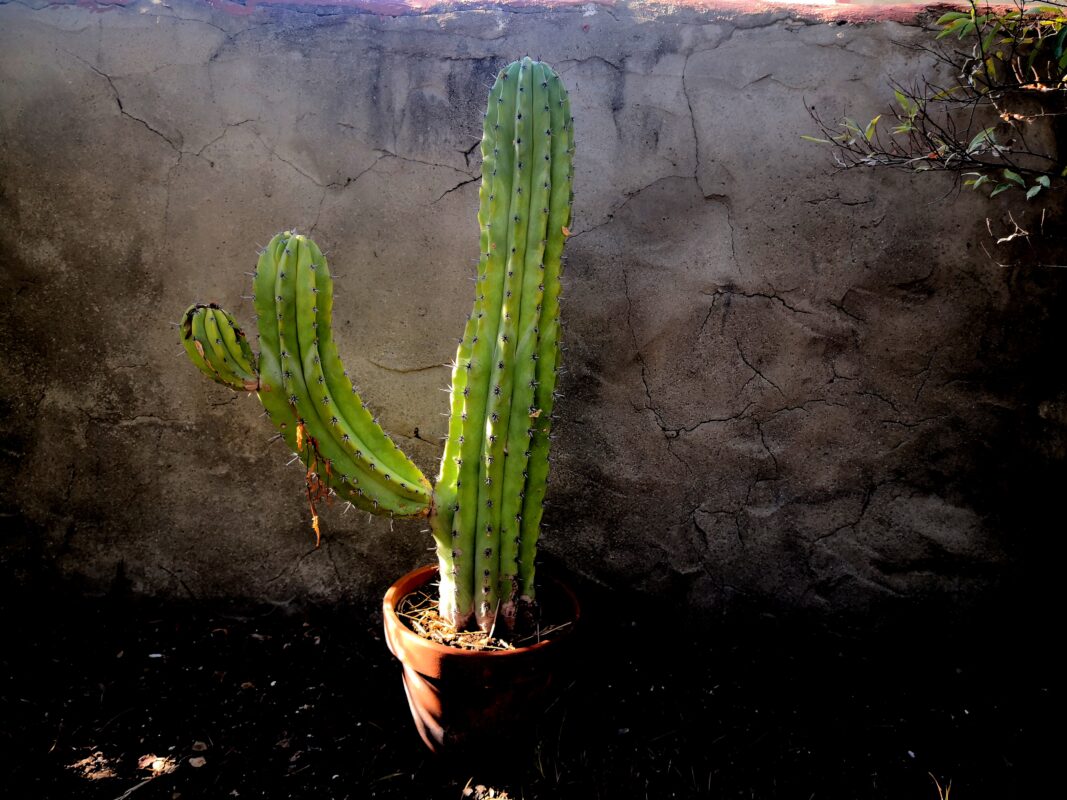 Come curare le piante grasse al meglio