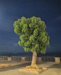 La fitolacca americana o uva turca, una infestante velenosa