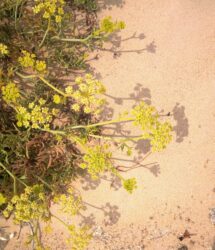 Finocchio marino o Crithmum maritimum, erba spontanea molto aromatica