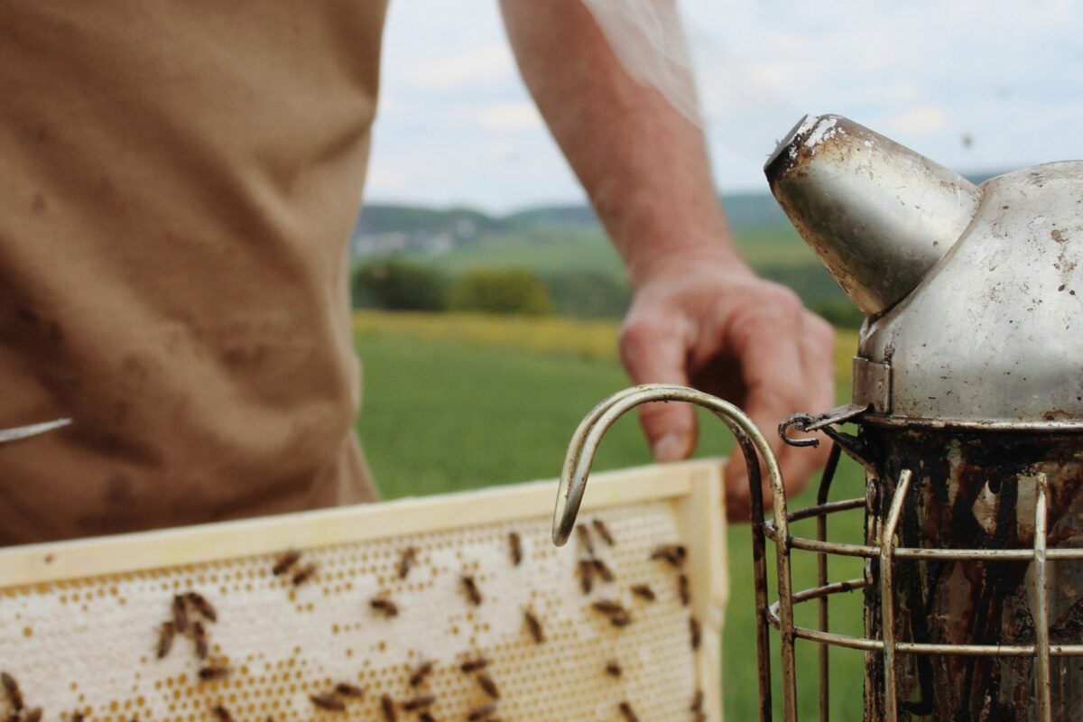 Come diventare apicoltore