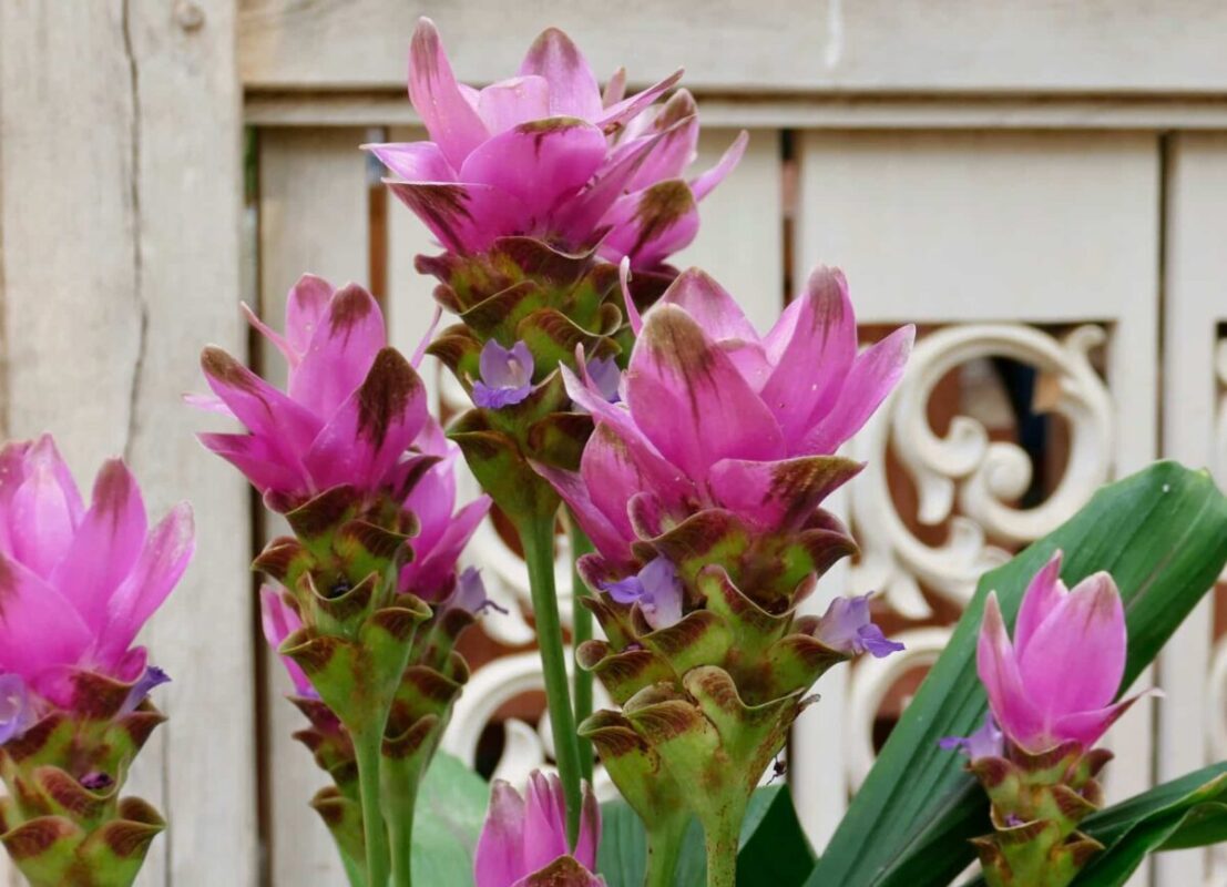 come coltivare la curcuma