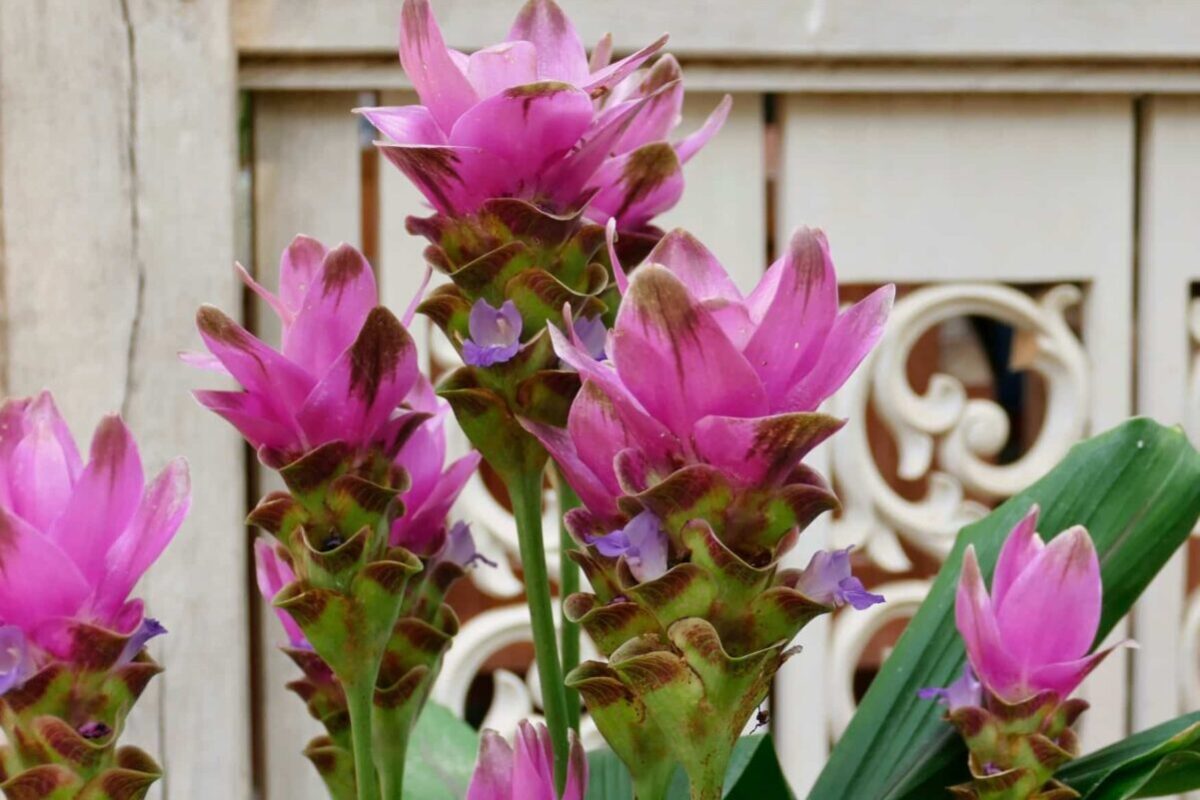 come coltivare la curcuma