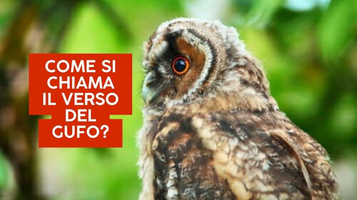 Come si chiama il verso del gufo