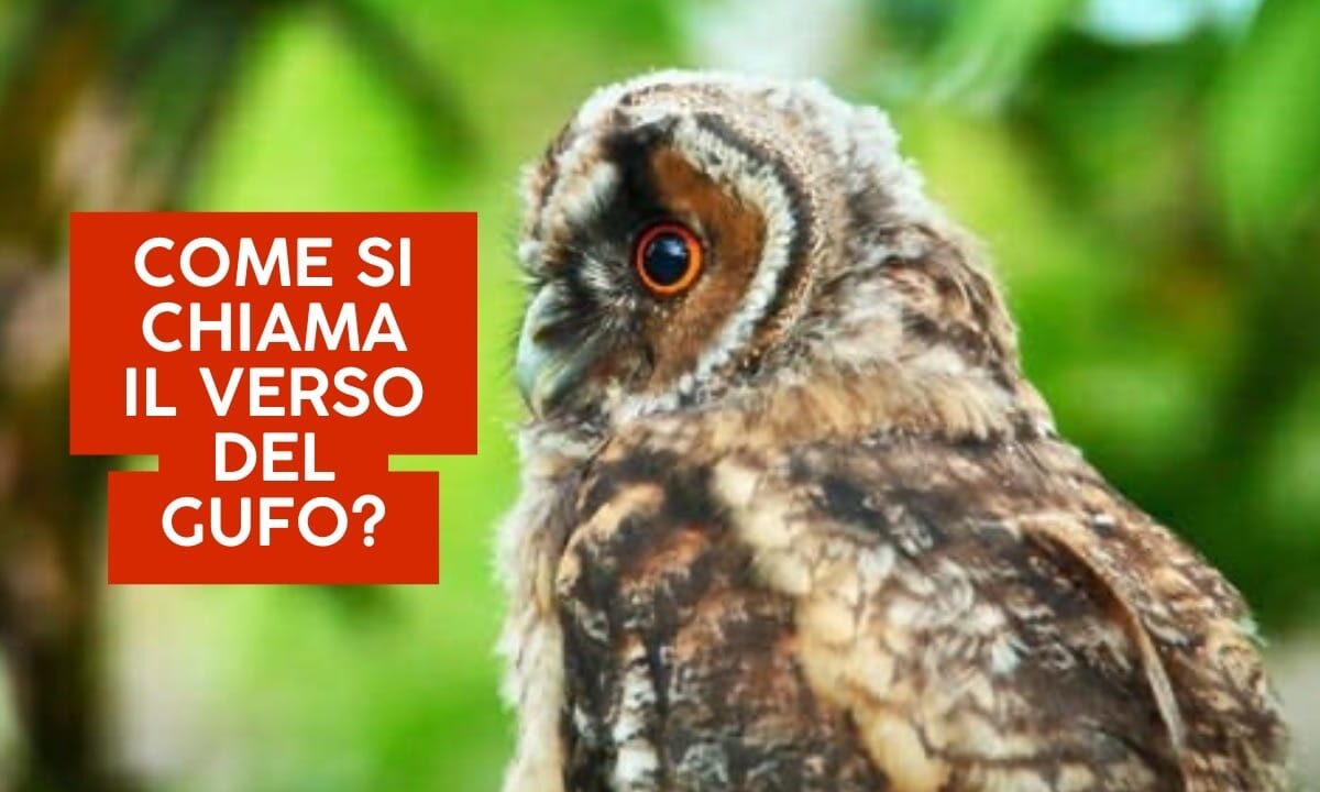 Come si chiama il verso del gufo