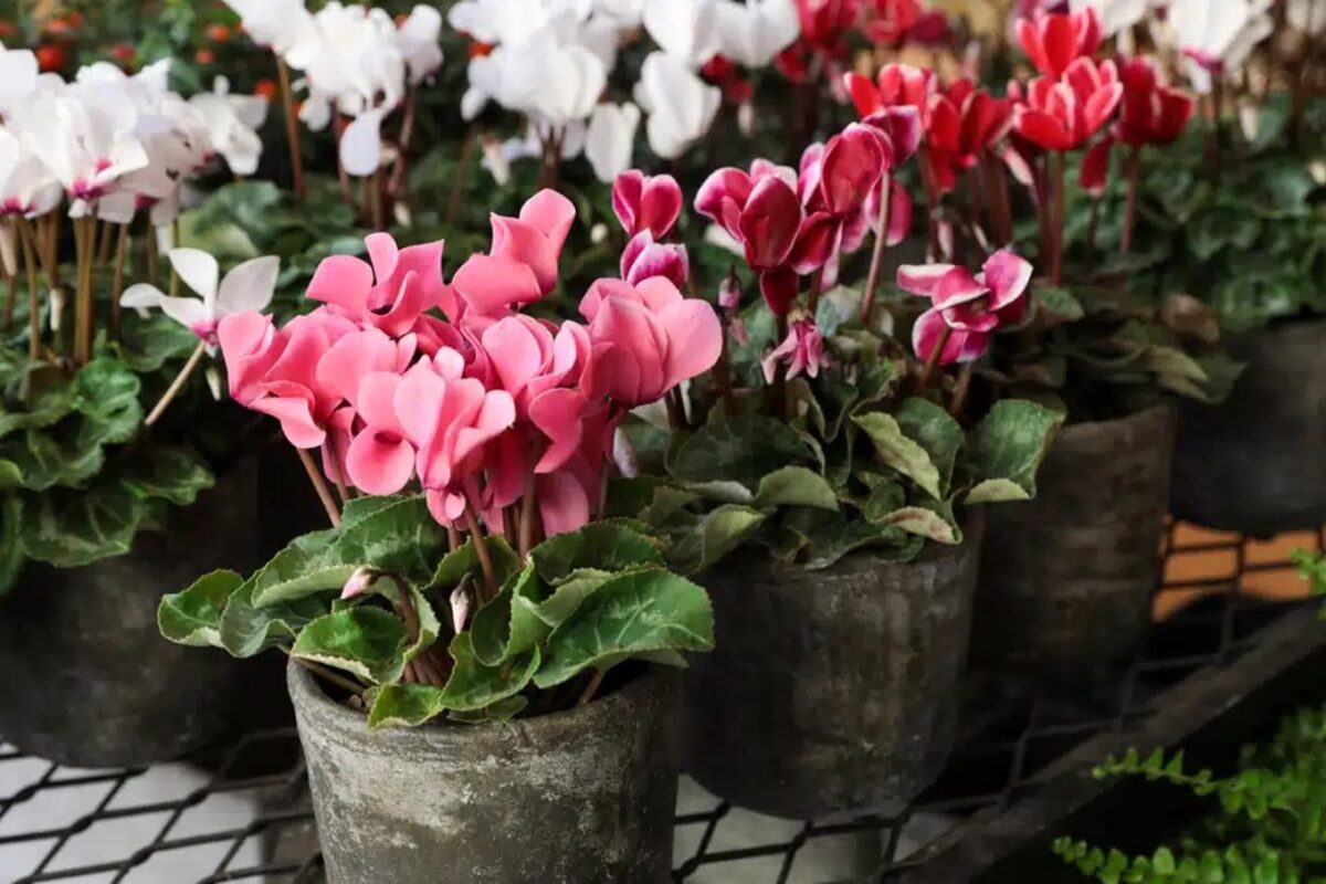 come curare il ciclamino in casa in inverno