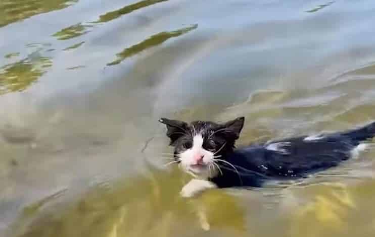 Perché i gatti odiano l'acqua
