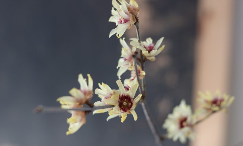 Quali sono le piante che fioriscono a gennaio