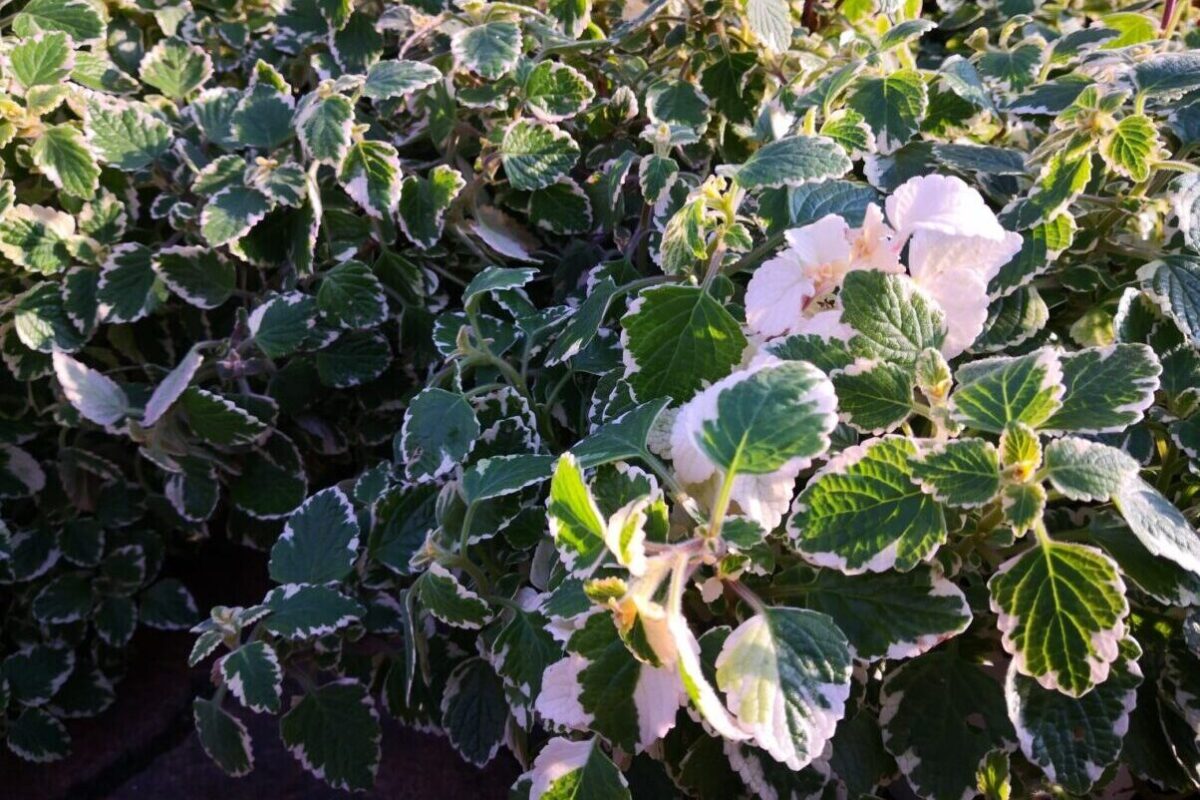Come curare la pianta dell'incenso, chiamata Plectranthus coleoides