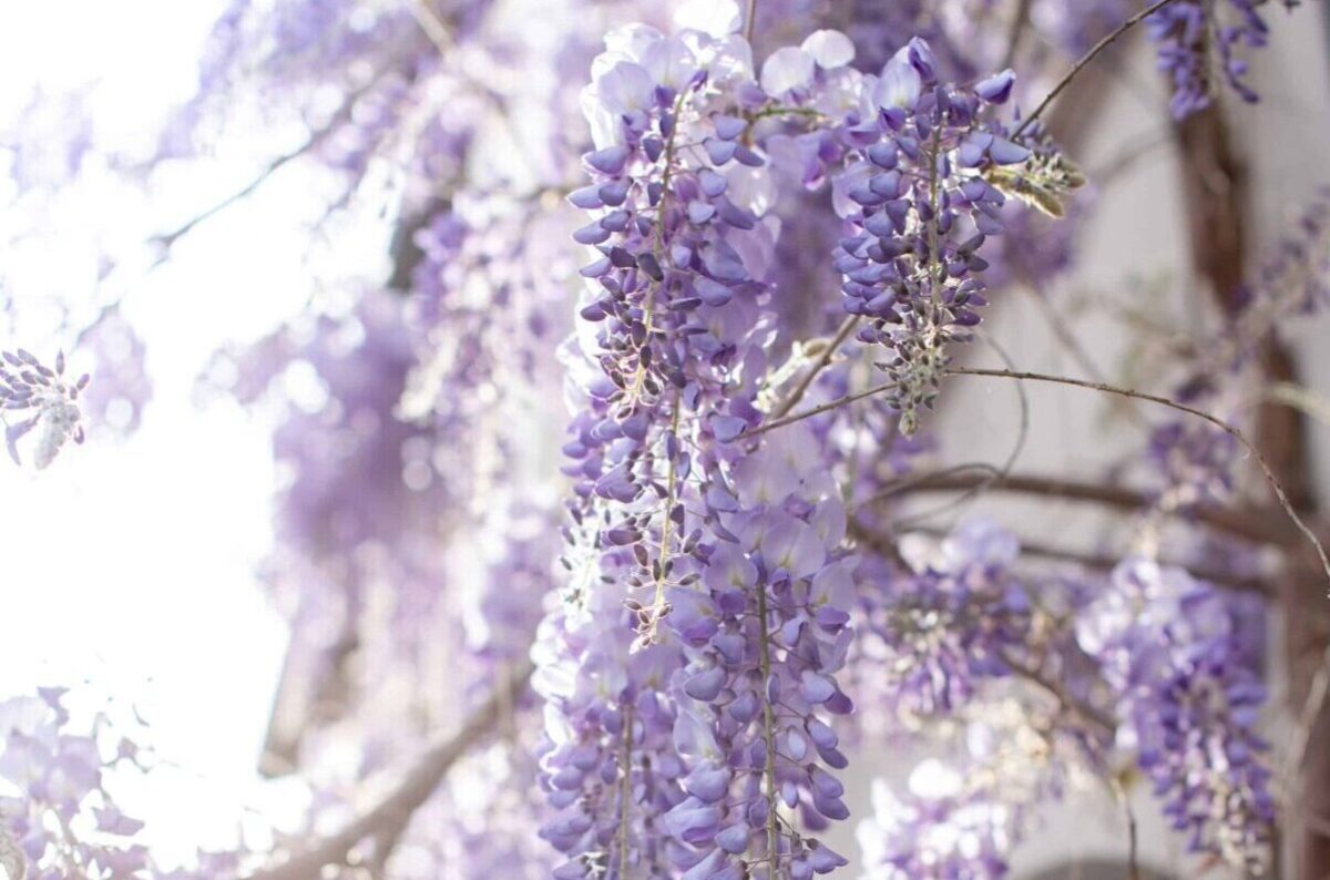 Scopriamo quali sono le piante più profumate