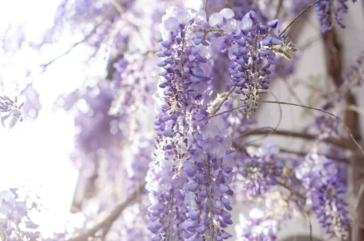 Scopriamo quali sono le piante più profumate