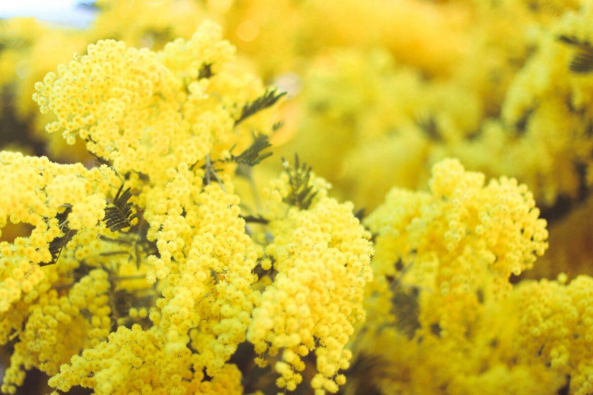 Quali sono le piante che fioriscono a febbraio