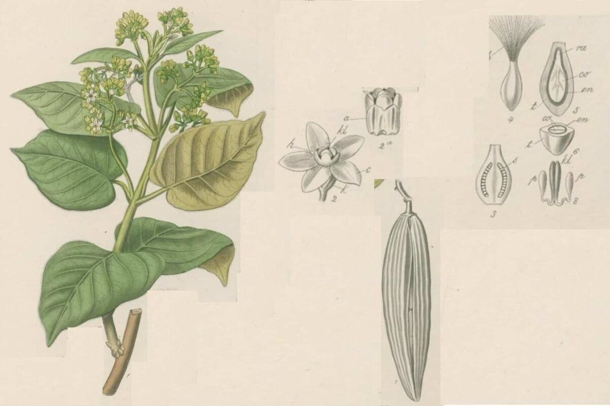 quali sono le proprietà del condurango