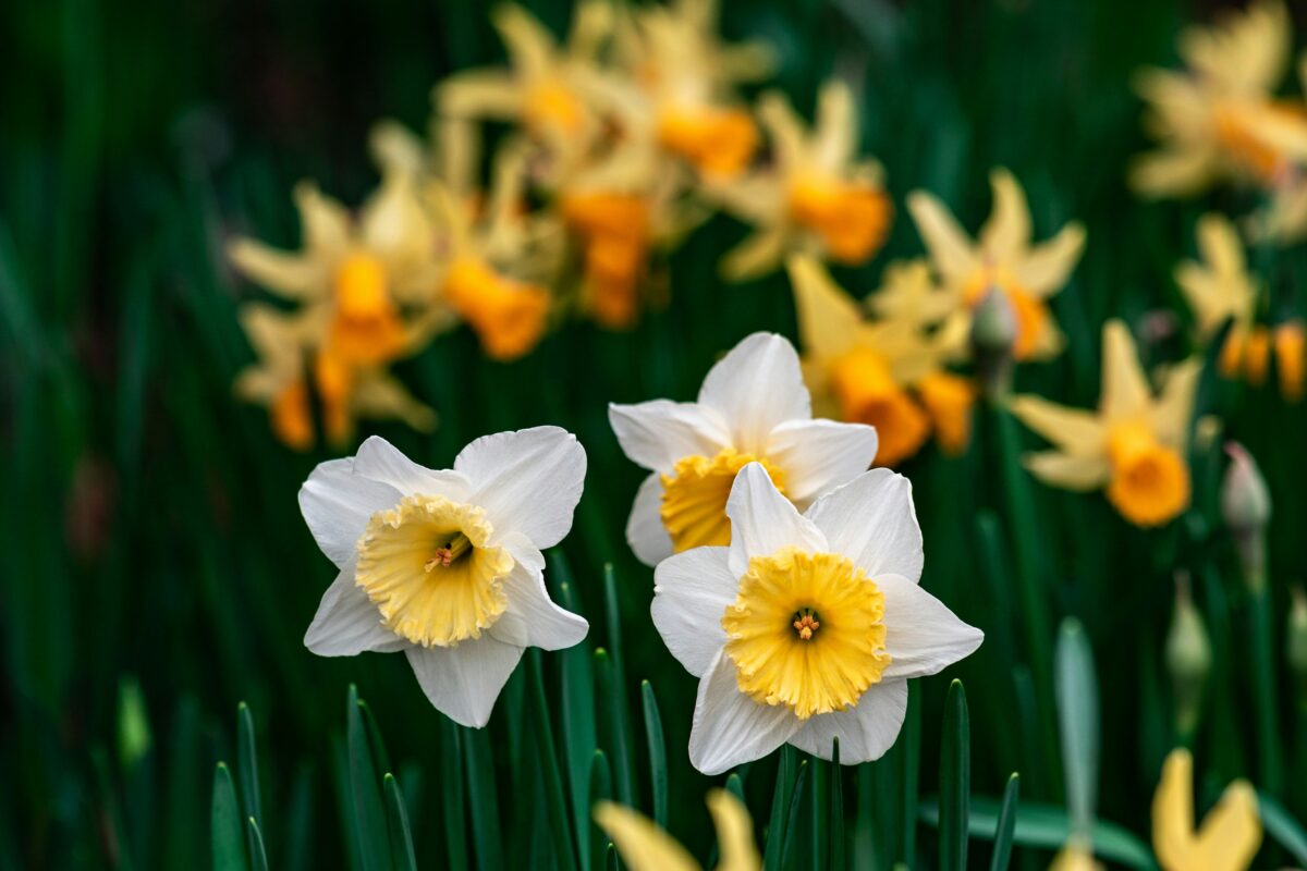 Quali sono i bulbi che fioriscono in inverno