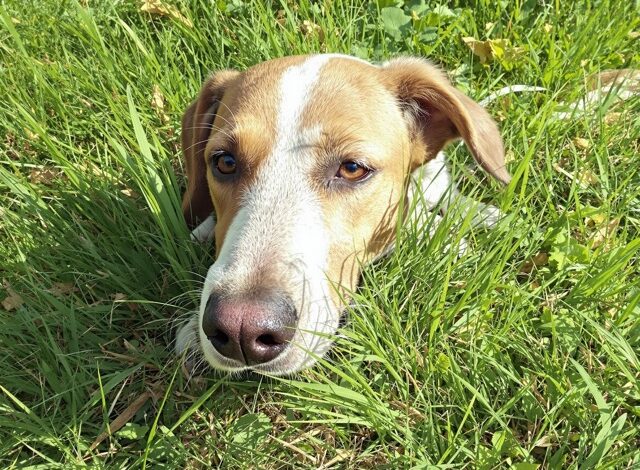 cane per una famiglia numerosa