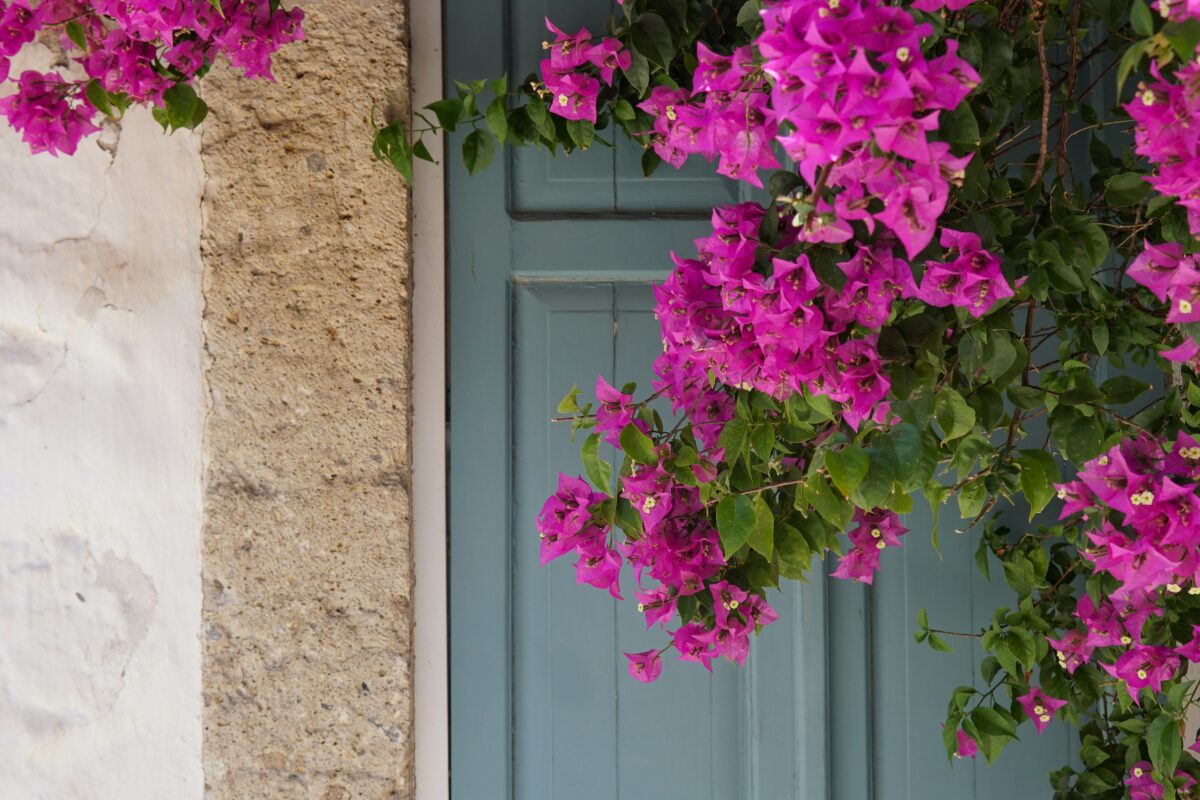 Quali sono le piante che fioriscono in agosto
